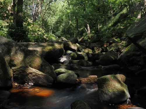 This landscape photograph captures the view looking up Padley Gorge on a summer afternoon, situated in the heart of the Peak District. The scene is dominated by dense trees casting intricate patterns of shadow over Burbage Brook, where clear water gently flows around large, moss-covered rocks. Sunlight filters through the leafy canopy above, highlighting the vibrant green foliage and illuminating parts of the stream below. The unique natural beauty of Padley Gorge is enhanced by the interplay of light and shadow, making the rocks and the moving water stand out within the tranquil, wooded setting. The photograph emphasizes the serene atmosphere of this well-known area, where the combination of trees, water, and rugged rocks creates a quintessential Peak District landscape.